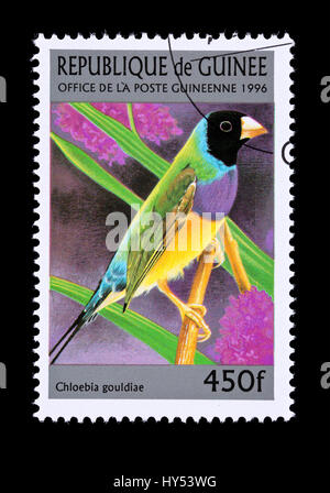 Francobollo della Guinea raffigurante un Gouldian finch (Erythrura gouldiae), Foto Stock