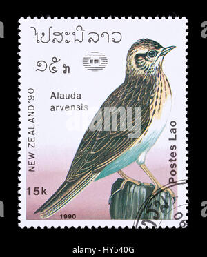 Francobollo dal Laos raffigurante una skylark eurasiatica (Alauda arvense) Foto Stock