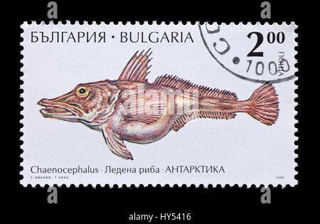 Francobollo dalla Bulgaria raffigurante un pesce del ghiaccio (Chaenocephalus aceratus) dall'Antartide Foto Stock