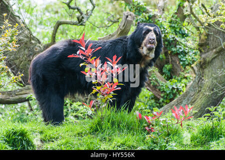 Un orso Spectacled Foto Stock