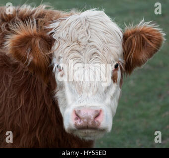 In prossimità di una mucca Foto Stock