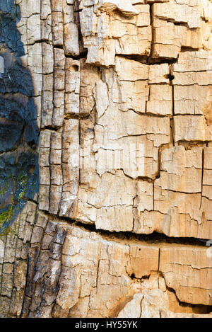 Dettaglio della gracchia sul tronco di un vecchio albero senza corteccia Foto Stock