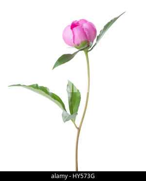 Rosa peonia isolati su sfondo bianco. Foto Stock