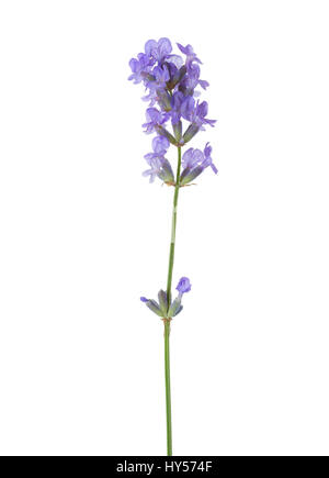 Rametto di lavanda isolati su sfondo bianco Foto Stock