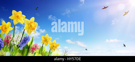 La primavera e a Pasqua Banner - Giunchiglie in erba fresca con volo di Rondine Foto Stock