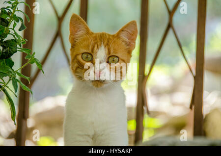 Carino gattino - Giallo gattino Foto Stock