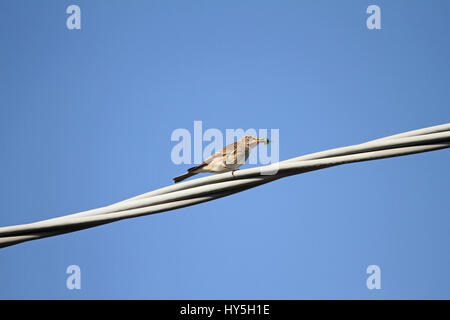 Spotted flycatcher femmina close up nome latino muscicapa striata dello stato vulnerabile arroccato su un filo di mangiare un verde bug di protezione nome latino palomena viri Foto Stock