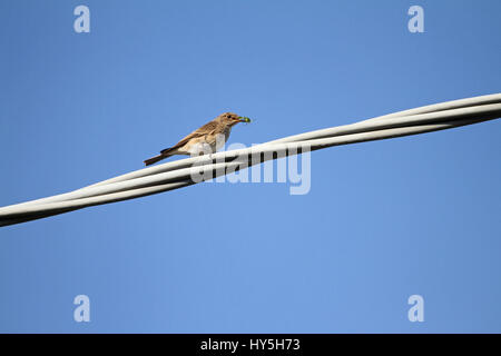 Spotted flycatcher femmina close up nome latino muscicapa striata dello stato vulnerabile arroccato su un filo di mangiare un verde bug di protezione nome latino palomena viri Foto Stock