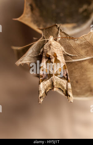 Sfumature di angolo (Phlogophora meticulosa) moth Foto Stock