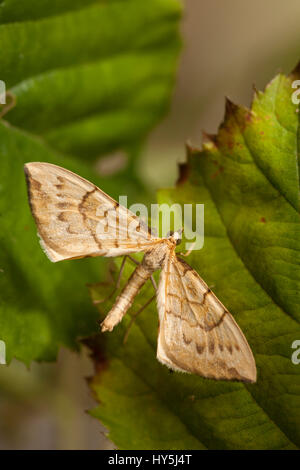 Bloccate la paglia (Eulithis pyraliata) moth Foto Stock