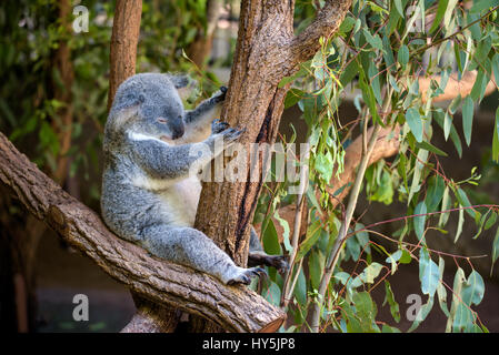 Sleeping koala su albero di eucalipto in Australia Foto Stock