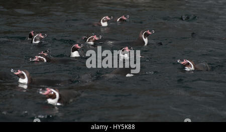 Un gruppo di Humboldts Penguin, nuoto Foto Stock