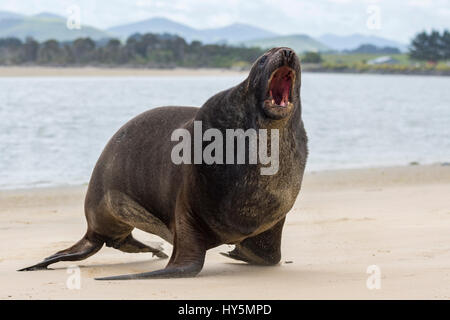 Nuova Zelanda Sea Lion (Phocarctos hookeri), Adulto bull sulla spiaggia, ruggito, Surat Bay, Catlins, Southland, Nuova Zelanda Foto Stock