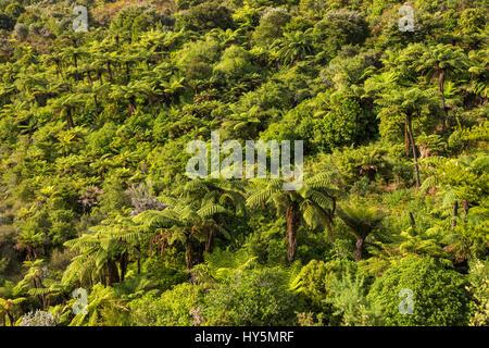 Vegetazione tropicale con tree fern (Cyatheales), il Parco Nazionale Abel Tasman, regione Tasmania, Southland, Nuova Zelanda Foto Stock