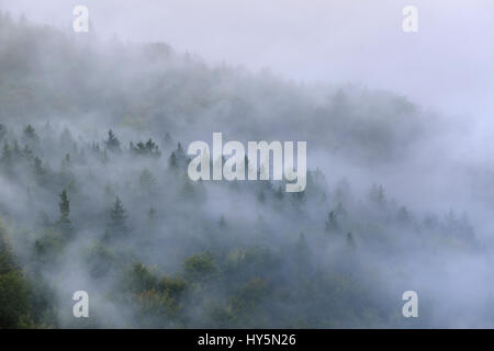 Alberi di foschia, nebbia fitta, Valle dell'Elba nella Svizzera sassone, Svizzera Sassone, Bassa Sassonia, Germania Foto Stock