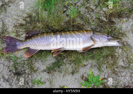 Appena pescato il luccio del nord distesi sulla sabbia Foto Stock