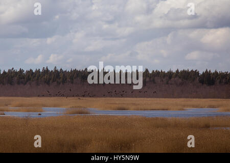 Un bel inizio primavera paesaggio con un gregge di volo dei migratori oche su un lago Foto Stock