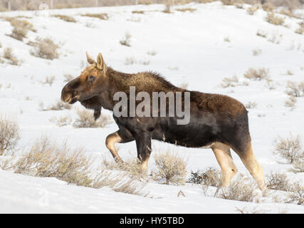 Bull alci, senza palchi, passeggiate sulla neve in inverno Foto Stock