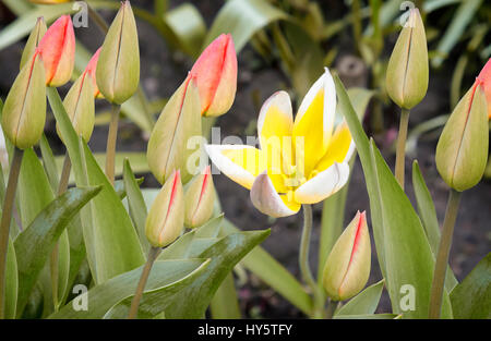 Nel giardino di blumi bellissimo Tulipano giallo circondato da gemme di tulipani rossi. Foto Stock