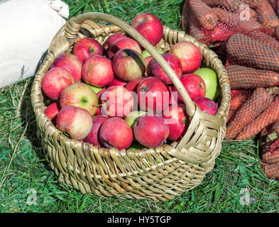 In un cesto di vimini sono grandi mele rosse, nella griglia della prossima alle carote. Presentato per la vendita in fiera. Foto Stock