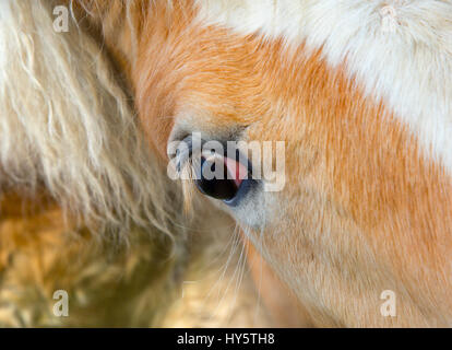Cavalli di Razza Haflinger ravvicinata di un occhio Foto Stock