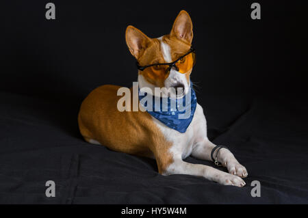 Ritratto di elegante basenji cane che indossa gli occhiali giallo e blu fazzoletto e giacenti su uno sfondo nero Foto Stock