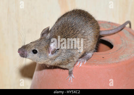 mouse della casa Foto Stock
