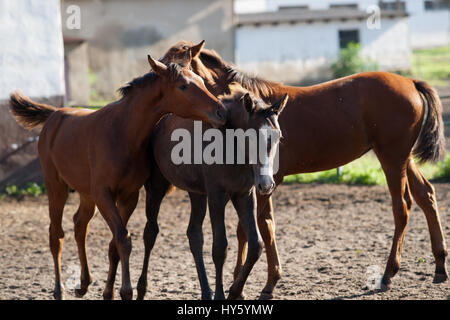 Cavalli sulla passerella di fronte alla stabile Foto Stock