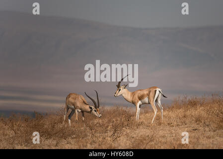 Grant's gazelle nel cratere di Ngorongoro. La mattina presto foto. La stagione secca non è ancora finito. Foto Stock