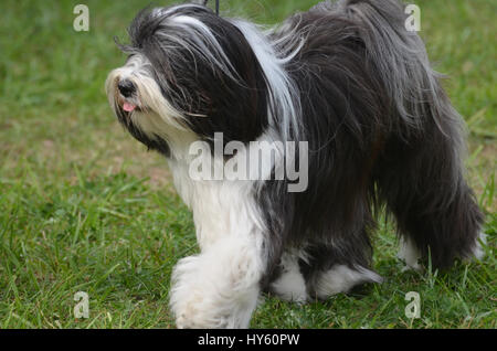 Splendida shaggy Old English Sheepdog pronto a lavorare. Foto Stock