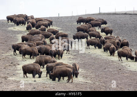 Bison mangiare fieno in un ranch nel nord-ovest della Oregon. Foto Stock