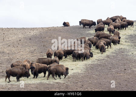 Bison mangiare fieno in un ranch nel nord-ovest della Oregon. Foto Stock