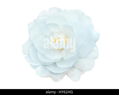 White camellia flower isolati su sfondo bianco Foto Stock