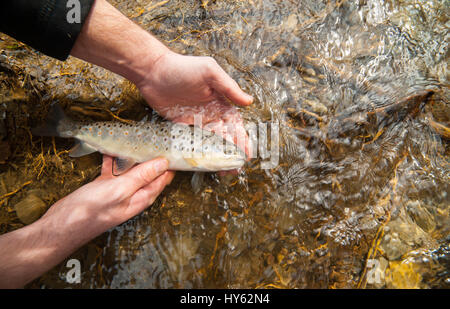 Cattura e rilascio la pesca di una trota marrone (Salmo trutta fario) svoltasi a Fisherman's mani prima di rilasciarlo in un flusso pulito. Foto Stock