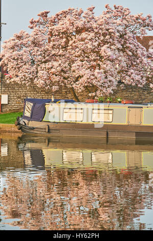 Narrowboat ormeggiata nel bacino Bancroft alla fine di Stratford upon Avon canal con albero di magnolia riflessioni Foto Stock