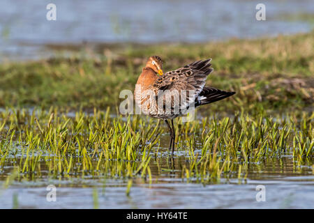 Nero-tailed godwit (Limosa limosa) maschio preening piume in zone umide in primavera Foto Stock