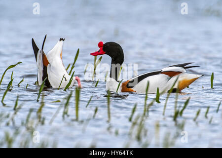 Shelduck comune (Tadorna tadorna) coppia rovistando in acque poco profonde di saltmarsh, femmina ribaltare mentre l'alimentazione Foto Stock