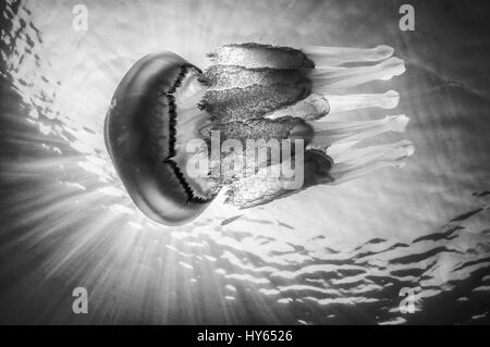 Meduse, Rhizostoma pulmo, nel Mare Mediterraneo, Comarruga, Costa Dorada, SPAGNA Foto Stock