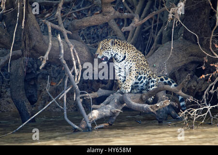 Giovani Jaguar (Panthera onca) su un ramo più Cuiaba river, Pantanal, Mato Grosso Membro, Brasile Foto Stock