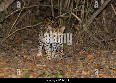 Ocelot (da Leopardo pardalis) di notte, Pantanal, Mato Grosso, Brasile Foto Stock