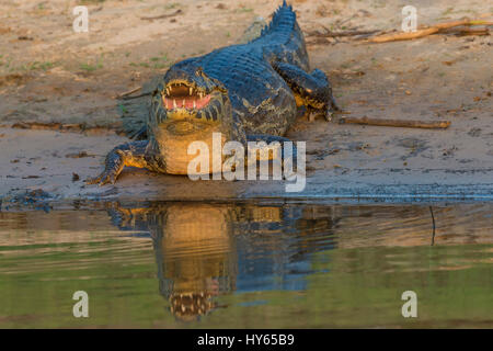 Caimano Yacare (yacare Caimano), Pantanal, Mato Grosso, Brasile Foto Stock