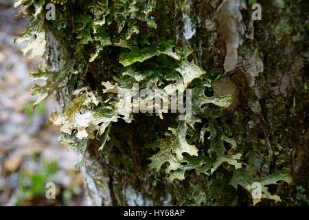 Green lobaria laprincesitag (cavolo lungwort) lichen vicino sul tronco di un albero vicino fino Foto Stock