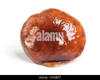 Porcini bagnato isolato su sfondo bianco Foto Stock