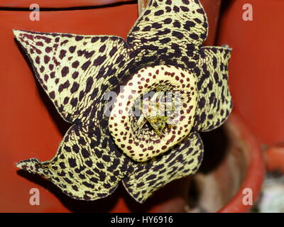 Stapelia variegata, Orbea Variegata Foto Stock