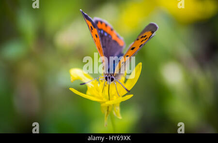 Ripresa macro di una piccola farfalla di rame. Foto Stock