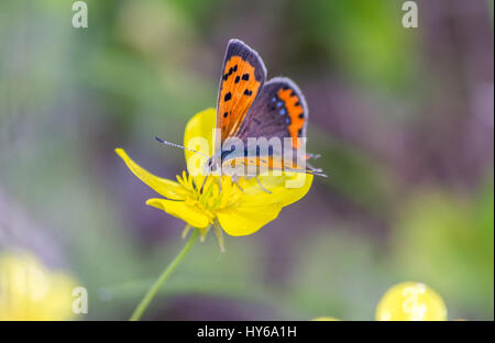 Ripresa macro di una piccola farfalla di rame. Foto Stock