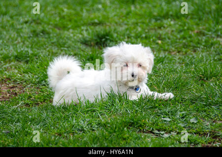 Grazioso cucciolo Maltese Foto Stock