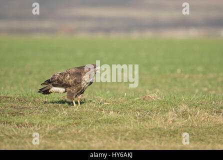 La poiana chiamando mentre in piedi in un campo Foto Stock