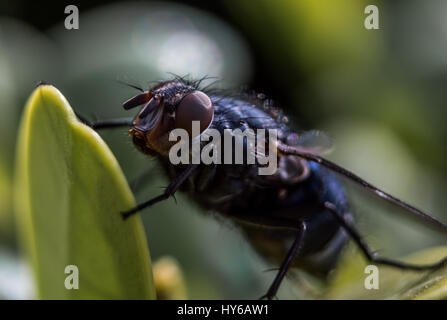 Macro estreme di una mosca ubicazione su una foglia. Foto Stock