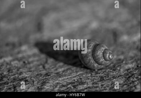 Ripresa macro di una minuscola chiocciola in bianco e nero. Foto Stock